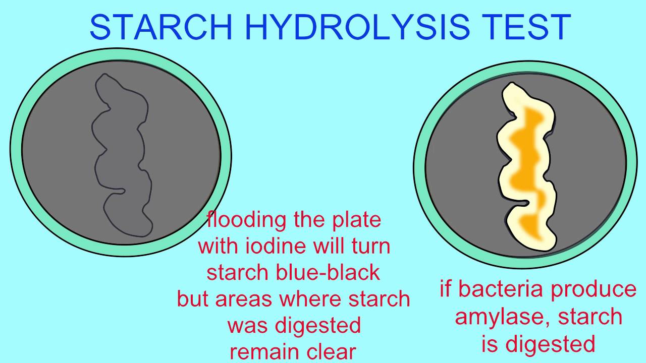 MICROBIOLOGY: STARCH HYDROLYSIS TEST - YouTube