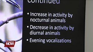 How do animals react to the eclipse?