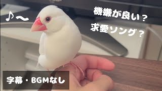 文鳥のさえずり Java sparrow