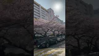 2022.04.06 남천동 삼익비치 벚꽃길 구경-3 | 부산 벚꽃 명소 축제 드라이브코스 | cherry blossoms 桜花, 桜. 樱花 。flor del cerezo