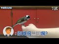 季節限定遊戲 許小啾是白頭翁 第11集 換毛季節才能玩的遊戲