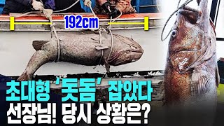 낚시로 132kg 초대형 돗돔 낚아. 역대 최고 기록.[자막뉴스] 태웅호 김성기 선장님께 직접 들어봤습니다.[2025년 2월 16일]