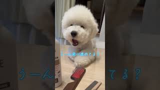 あっ！もう少し…ビションフリーゼ♯おもち♯アフロ犬♯可愛い♯犬♯小型犬♯もふもふ♯shorts♯ショート#ダックス#トイプードル#あとちょっとで