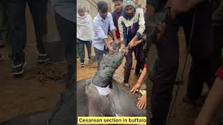 Cesarean section in buffalo l dr umar khan