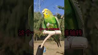 #年轻人养宠图鉴#潮流星创计划#音乐 #parrot