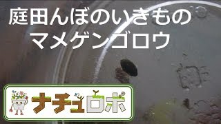 庭田んぼのいきもの：水中を縦横無尽！マメゲンゴロウ