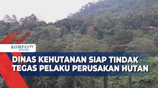 Pelaku Perusakan Hutan Akan Ditindak Tegas