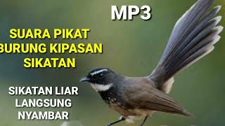 Suara Pikat Burung Kipasan Sikatan Paling Ampuh mp3 Masteran Burung Kipasan