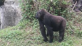 3.5M Old Jabali 舉著樹枝，雙足立行好威😎