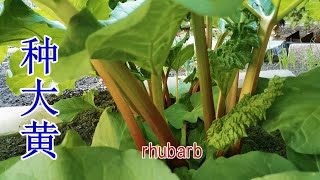 How to grow \u0026 harvest rhubarb in my backyard