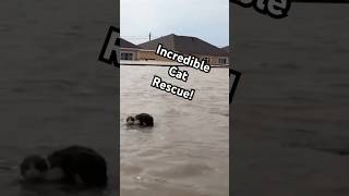 Hero Saves Cat From High Floodwaters #CatRescue #AnimalRescue