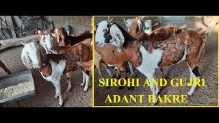 Sirohi/Gujri Adant Bakre Sale|सिरोही और गुजरी बकरे फॉर सेल |Rajasthan Goat