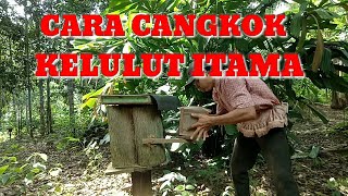 CARA MENCANGKOK KELULUT ITAMA