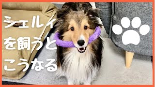 シェルティの性格　シェルティを飼うとこうなります！