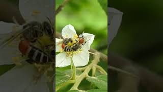 How bees collect nectar to make honey