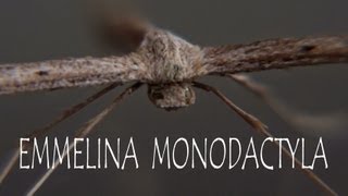 Emmelina monodactyla macro HD