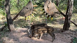 Amazing Quick Powerful Wild boar TrappingUsing Small Wood Fall in to Deep Hole #shortvideo