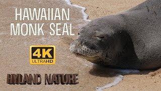 Rarely Seen - Hawaiian Monk Seal