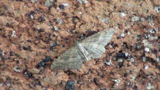 Geometer Moth (Geometridae) on Wall