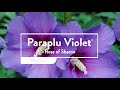 30 Seconds with Paraplu Violet®