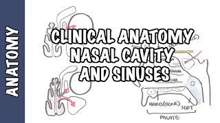 Nasal Anatomy Cartilage Nasal Cavity Sinuses Meatuses Doovi