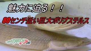 魅力に迫る！！80センチ近い巨大ポリプテルス！！