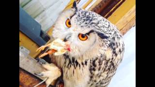 フクロウの食事　観覧注意グロ画像　ゼロさんピヨを食す　Siberian eagle owl