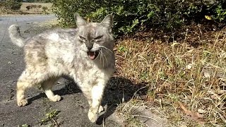 野良猫がニャーニャー言いながら足元にすりよって来た。