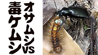 自然教育動画・昆虫閲覧注意　オサムシが毛虫を食べる！【手塚治虫】