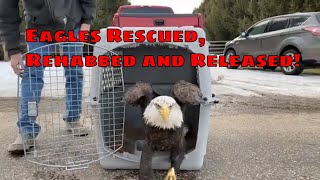 Eagle Rescued, Rehabbed, Re-homed and Released! #wildliferehab #americannationalbird