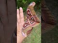 Kind of large for a moth