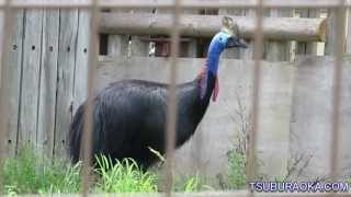 東武動物公園 ヒクイドリ