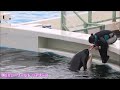 ラビーちゃんとトレーナーさんのファンサービス凄すぎ～😍 鴨川シーワールド シャチ kamogawa sea world