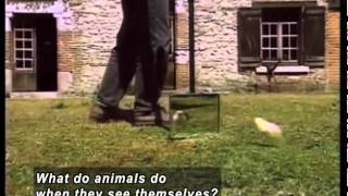 UNDERSTANDING ANIMAL BEHAVIOR (Accessible Preview)