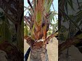 పోదు చెట్టు పై గెల తీసే విధానం palmwine shorts palmtrees trending