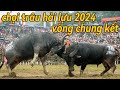 Chọi trâu Hải Lựu 2024 ngày 17 âm lịch ( góc nhìn khán giả )