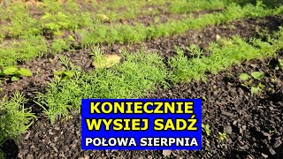 KONIECZNIE Wysiej Sadź te Warzywa w Połowie Sierpnia. Co siać sadzić w Sierpniu Kalendarz Ogrodnika.