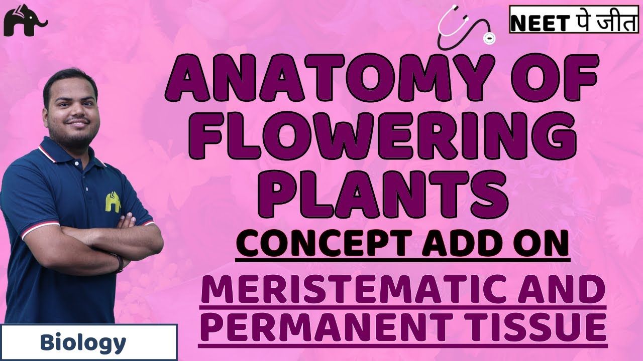 Anatomy Of Flowering Plants Class 11 Biology NEET Concept Add On ...