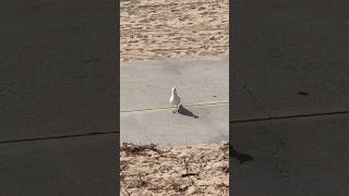 The crow was waiting to attack 😄 #crows #seagulls #wildlife #beachlife #funnyanimals #hermosabeach