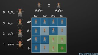 Dihybrid crosses and Mendel's principle of independent assortment