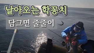 담그면 줄줄이.. 사방에서 날아오는 학꽁치 #영덕귄