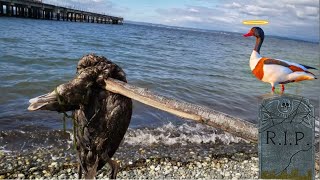 RIP Poor Duck | Water Burial For This Unfortunate Duck