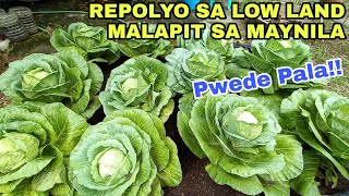 Paano Magtanim ng Repolyo /Cabbage from seed to Harvest