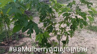 #មនMulberryពូជស្តេចក្រហម1