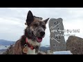 뒷산에는 등산객을 인도하는 왕똑똑한 댕댕이가 있다ㅣthere is a very smart dog that guides hikers on mt.