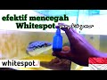 Cegah Whitespot JAMUR pada ikan TOMAN