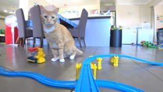 Plarail from Japan/プラレール（前面展望）猫　トーマス　アニア　おもちゃ大集合