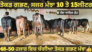 10 ਤੋ 15ਲੀਟਰ 8 ਮੱਝਾ ਤੋਕੜ ਗਭਣ ਅਤੇ ਸਜਰ। Buffalo for sale/vadiya farm/25-12-24