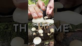 Porcelain Fungus | Wild Edible Mushrooms