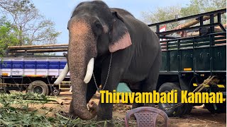 Thiruvambadi Kannan/തിരുവമ്പാടി  കണ്ണൻ #elephant #keralaelephants